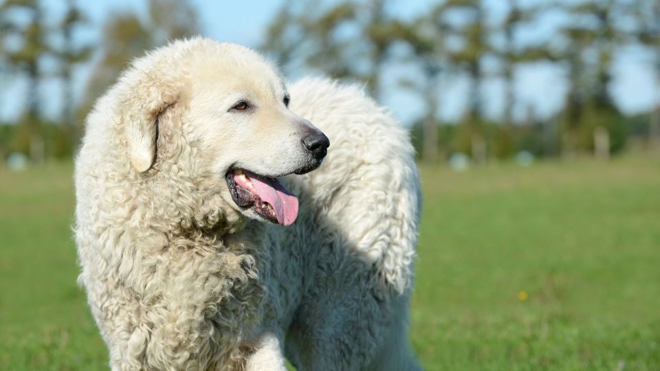 Hungarian Kuvasz